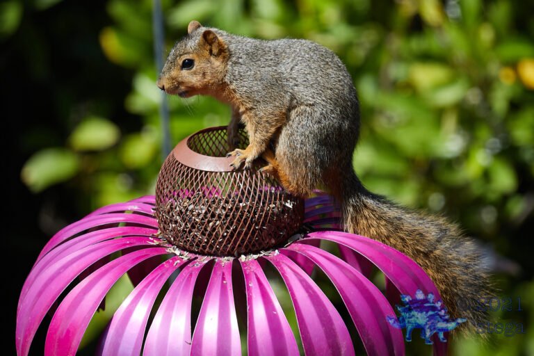 Fox Squirrel