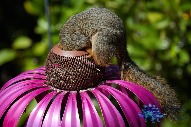 Hungry Squirrel