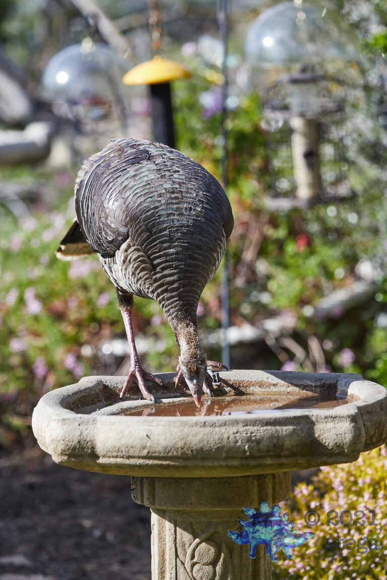 Wild Turkey