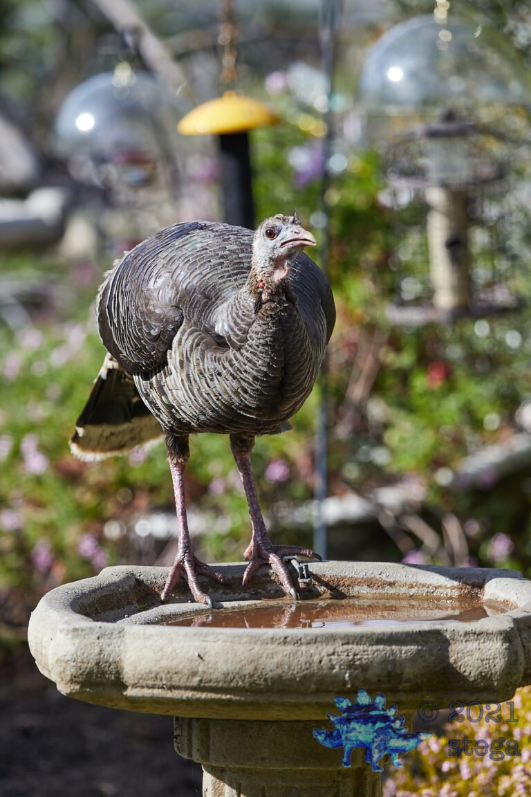 Wild Turkey at the Bath
