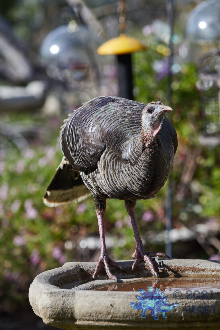Wild Turkey