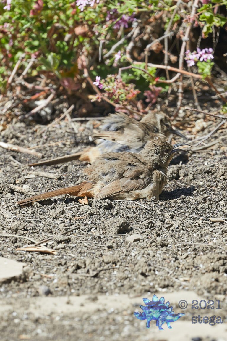 California Thrashers