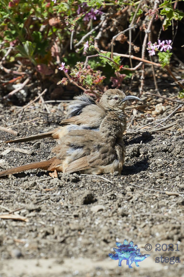 California Thrasher