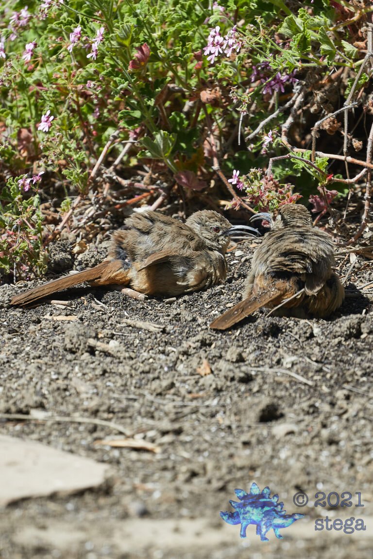 California Thrashers