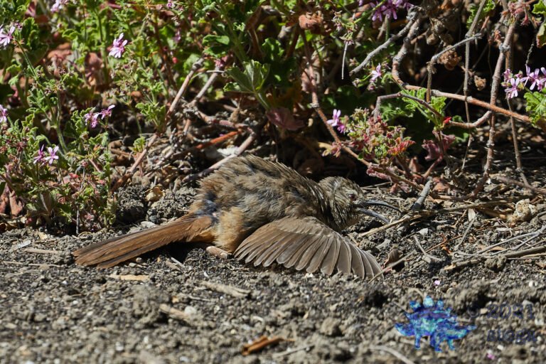 California Thrasher