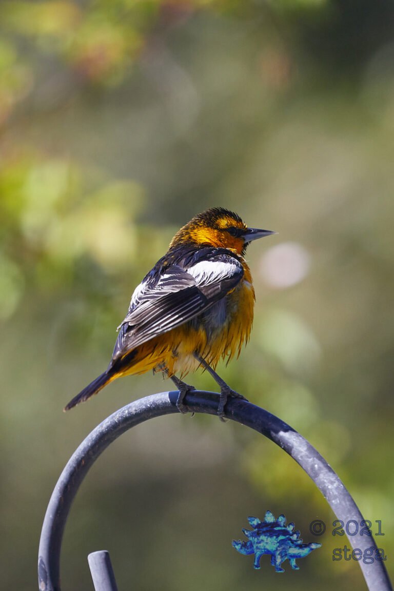 Bullock’s Oriole