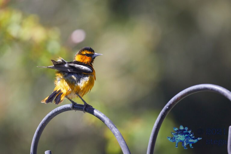 Bullock’s Oriole