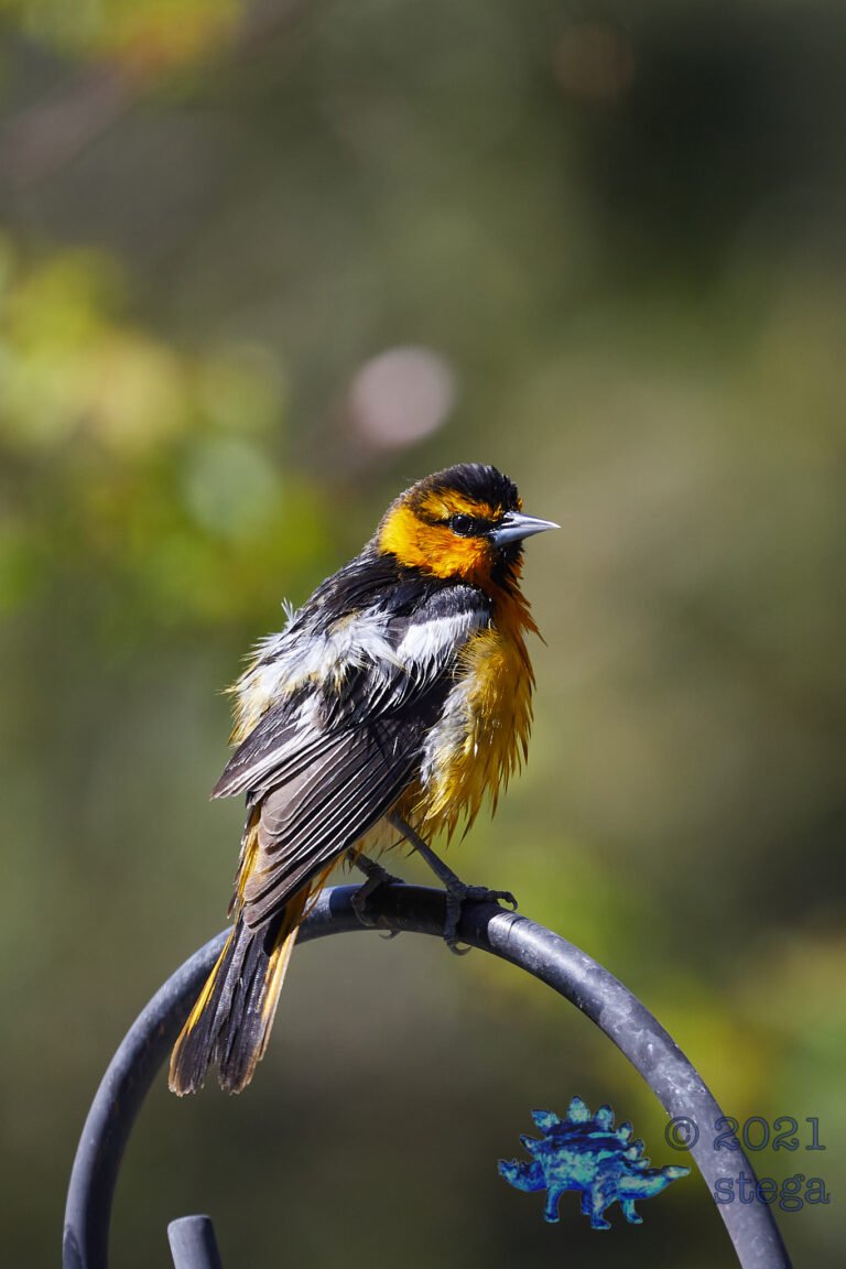 Bullock’s Oriole