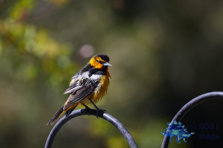 Bullock’s Oriole