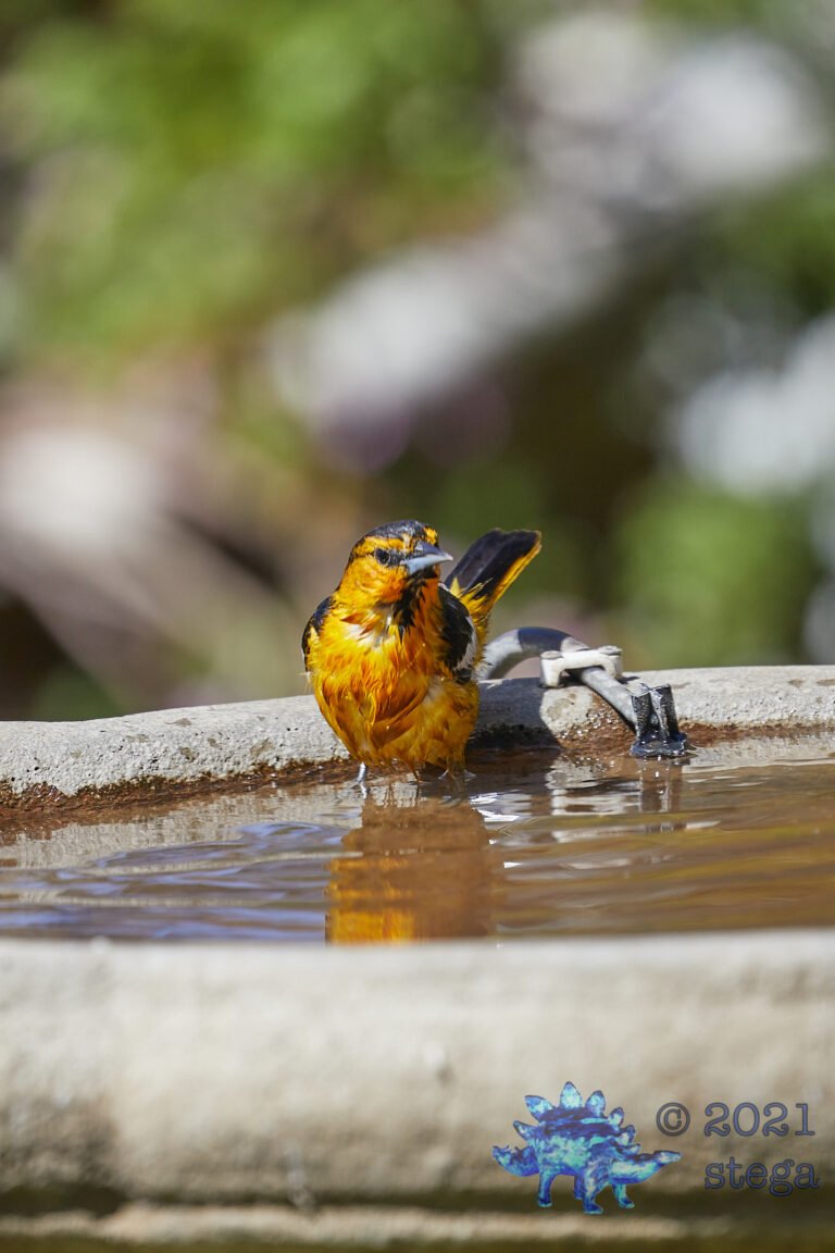 Bullock’s Oriole
