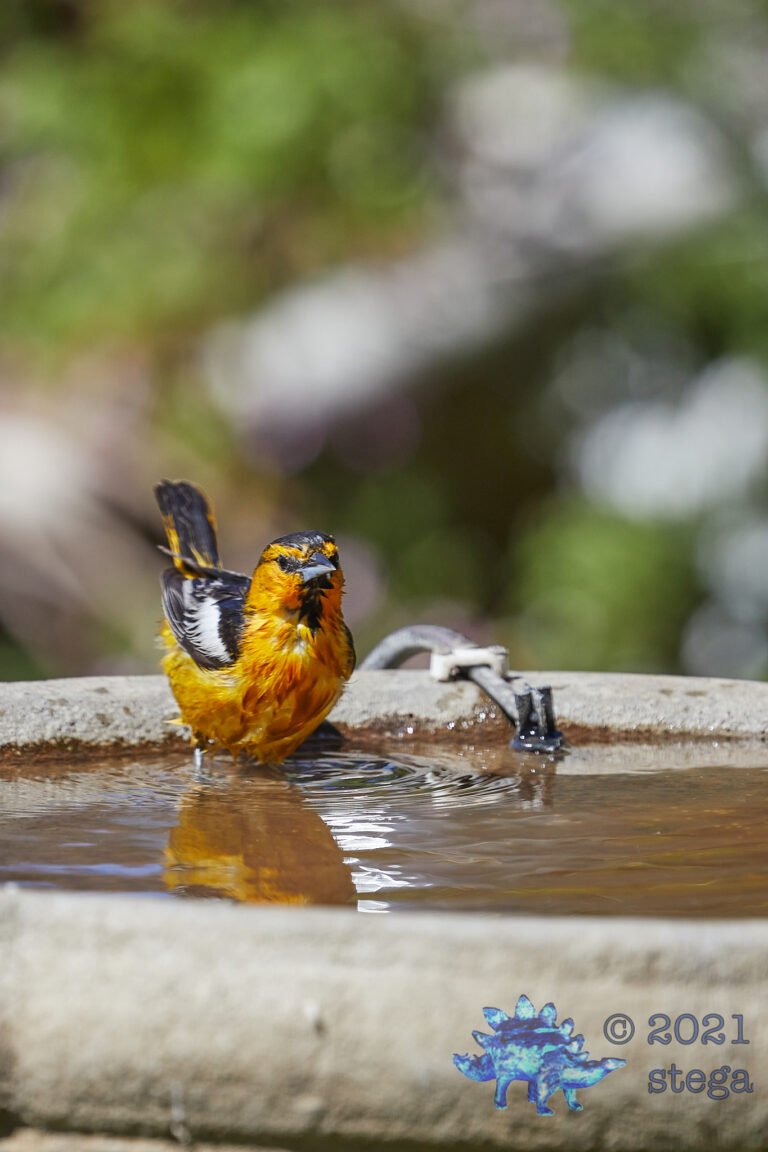 Bathing Bullock’s