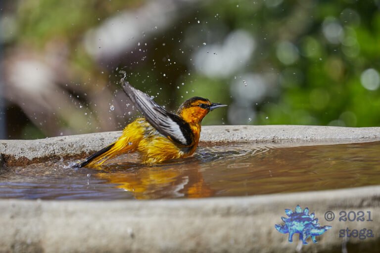 Bullock’s Oriole