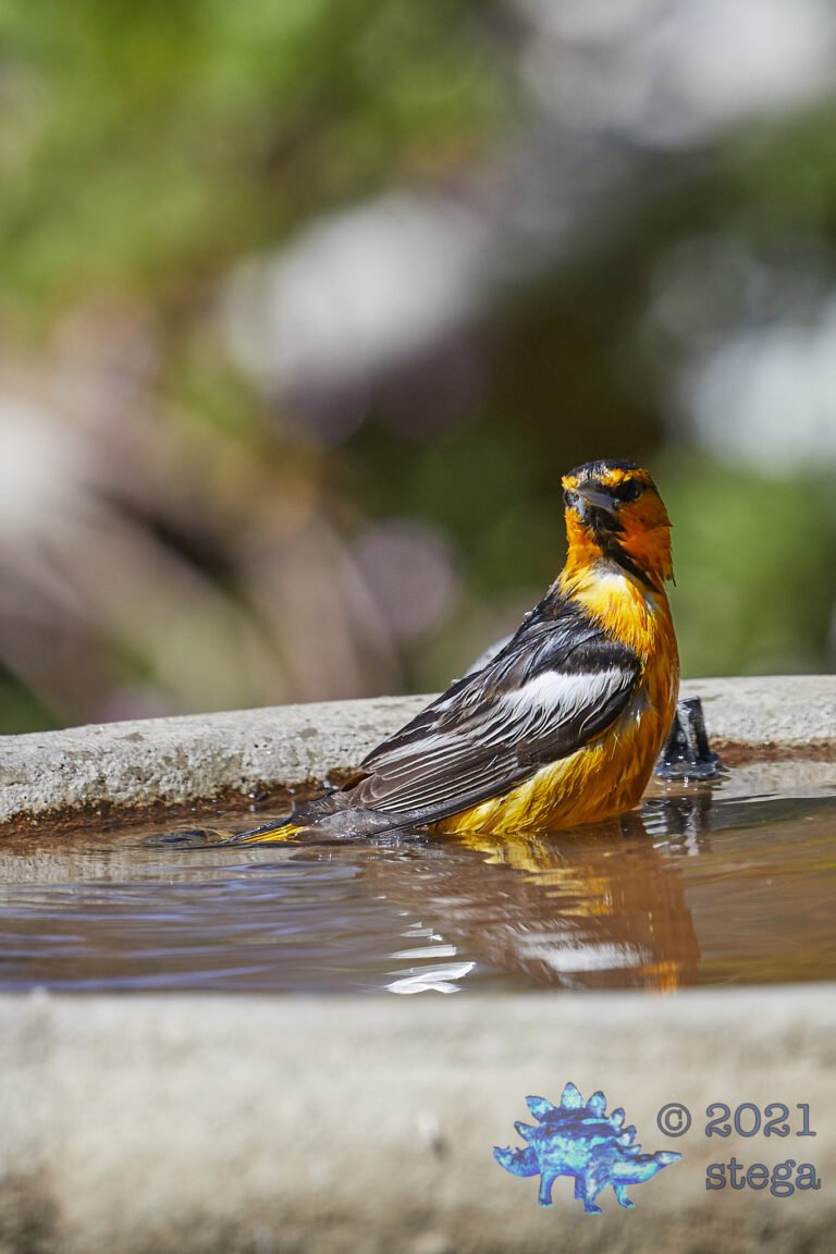 Bullock’s Oriole
