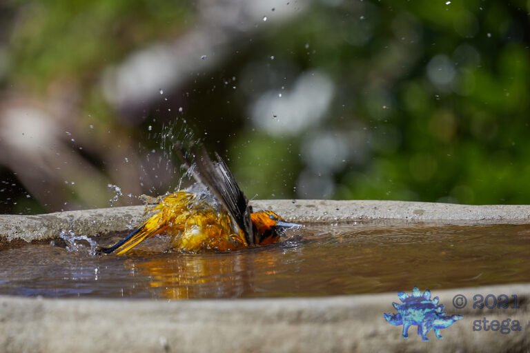 Bullock’s Oriole