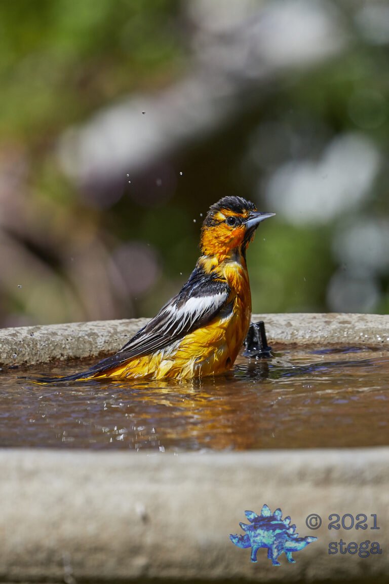 Bullock’s Oriole
