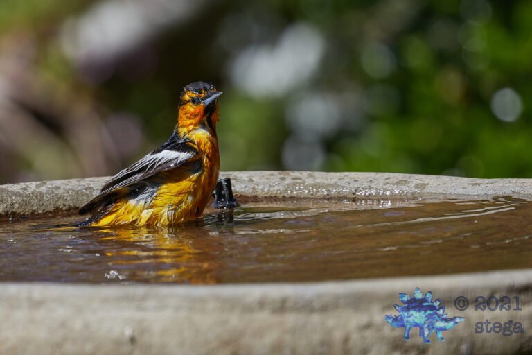 Bullock’s Oriole