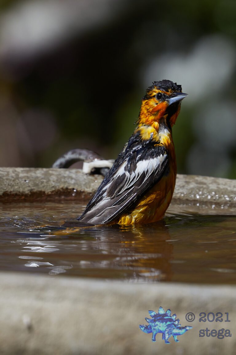 Bullock’s Oriole