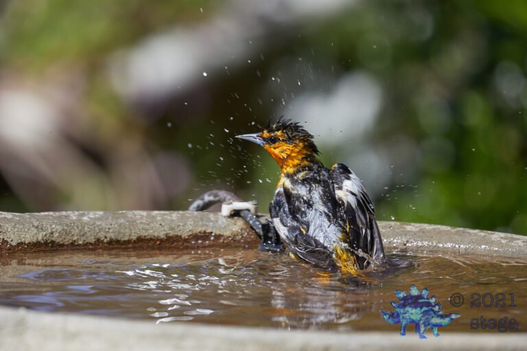 Bullock’s Oriole