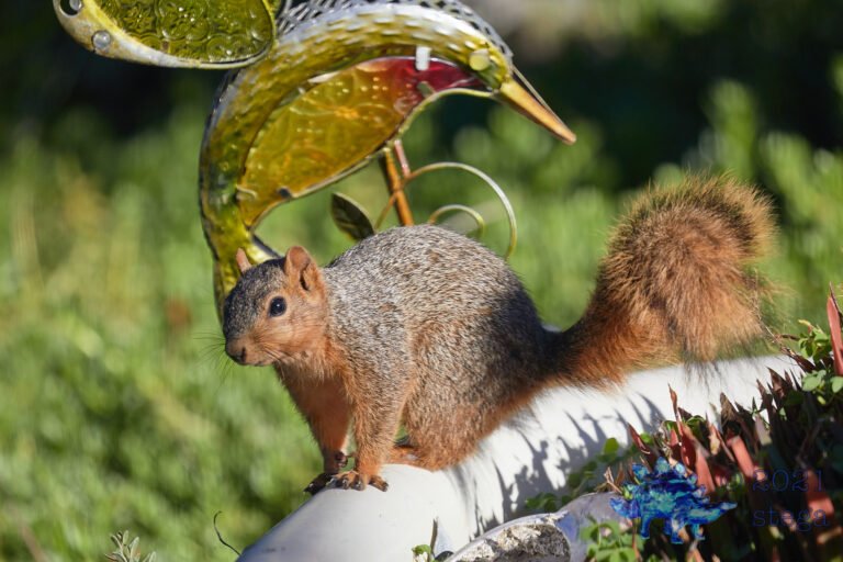 Fox Squirrel