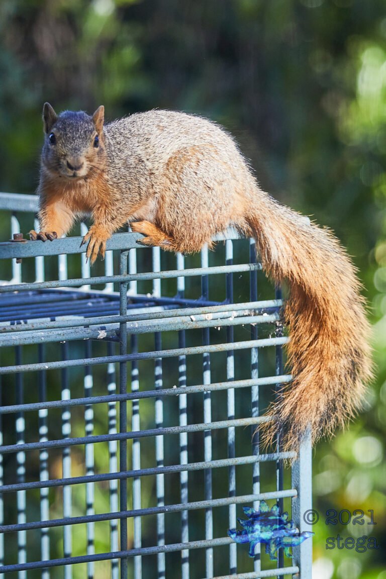 Fox Squirrel