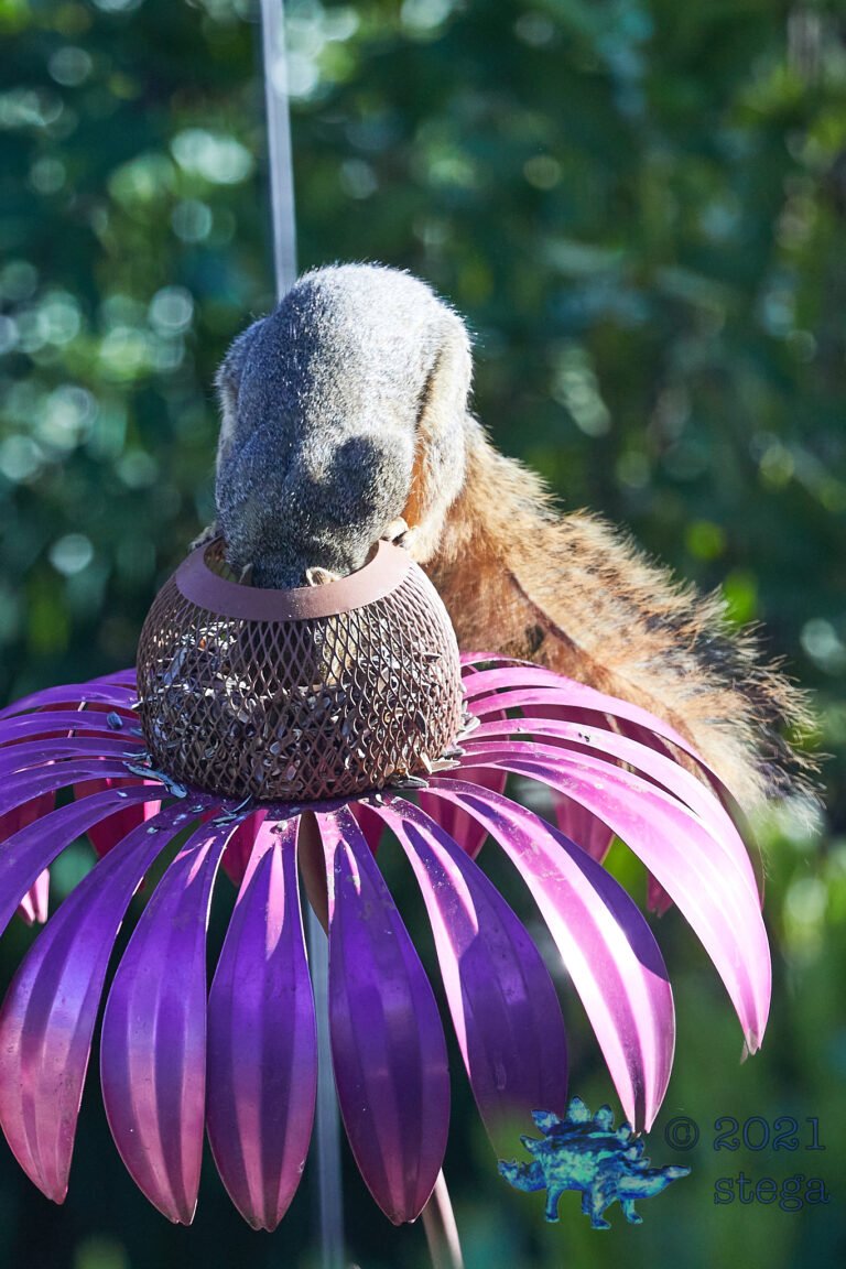 Hungry Squirrel
