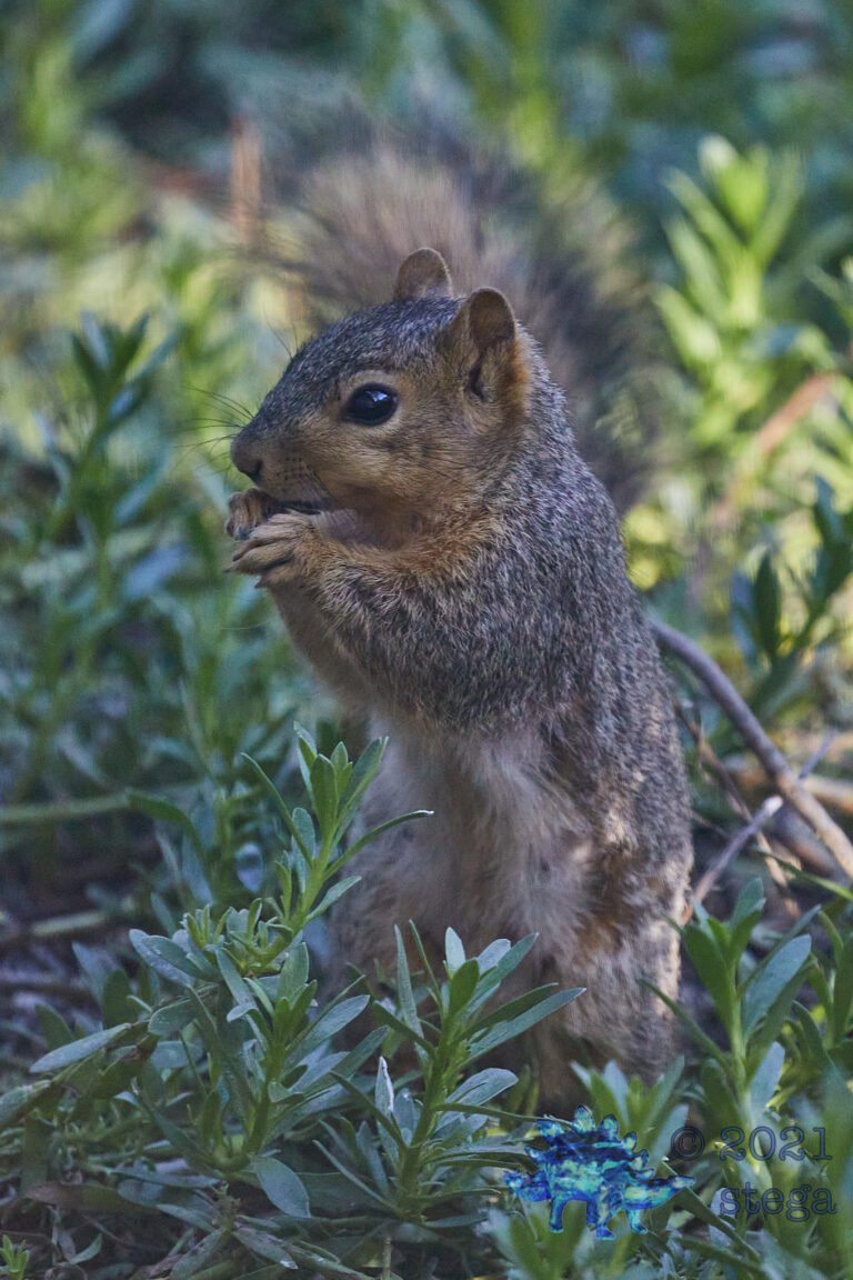Baby Squirrel