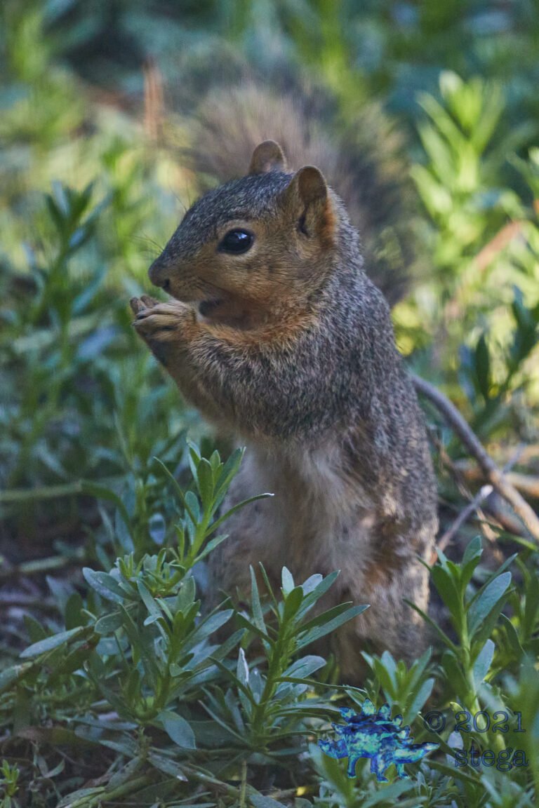 Squirrel!