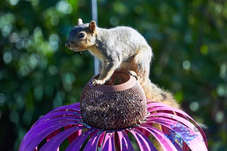Fox Squirrel