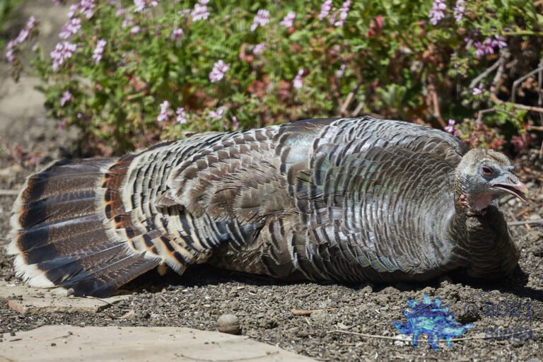 Resting Turkey