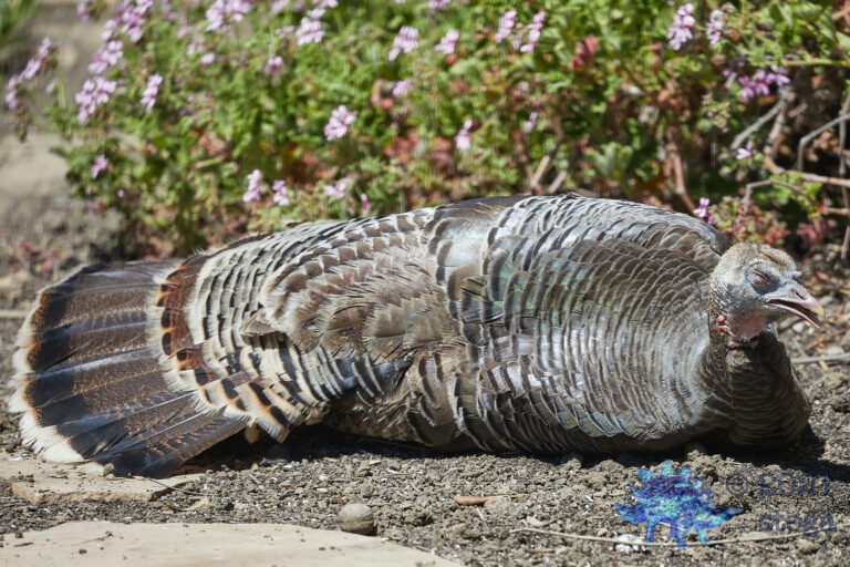 Wild Turkey Siesta