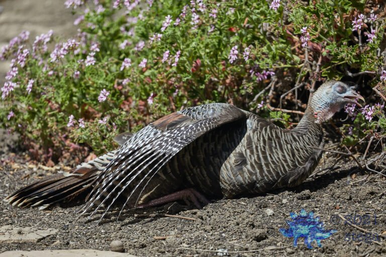 Sleeping Turkey
