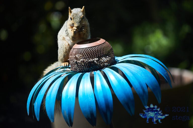 Fox Squirrel