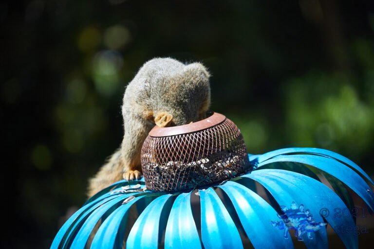 Hungry Squirrel