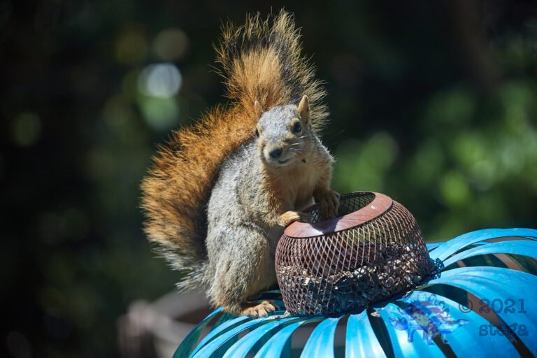 Fox Squirrel