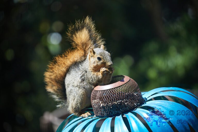 Fox Squirrel