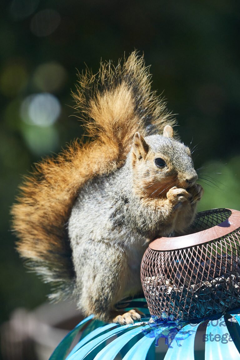Fox Squirrel