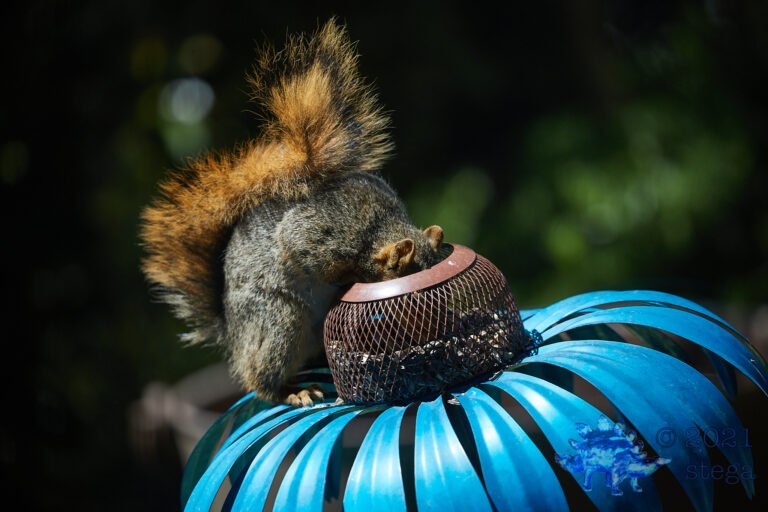 Fox Squirrel