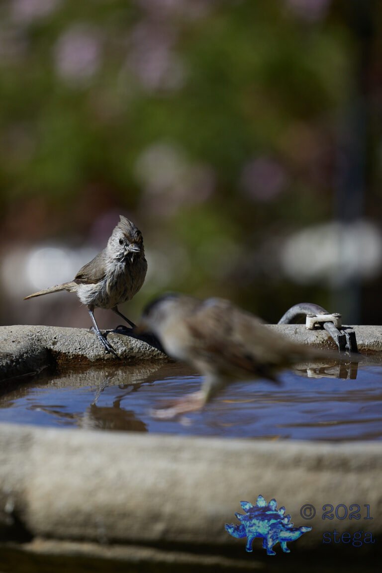 Oak Titmouse
