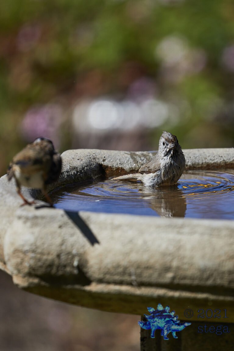 Oak Titmouse