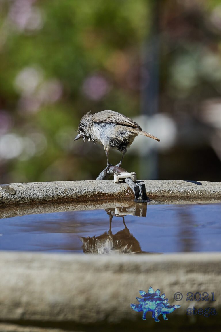 Sodden Oak Titmouse