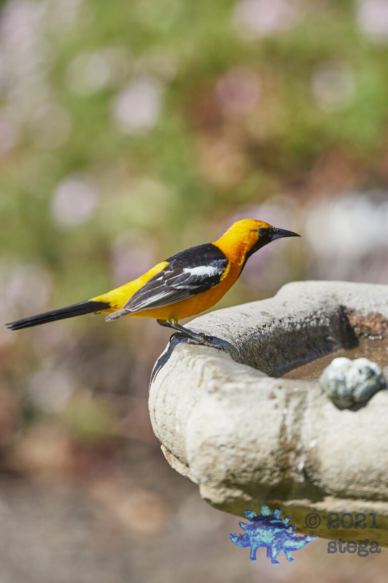 Hooded Oriole