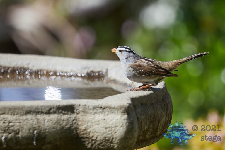 White-Crowned Sparrow
