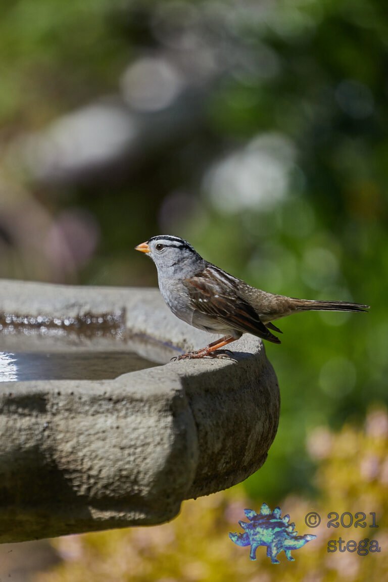 White-Crowned Sparrow
