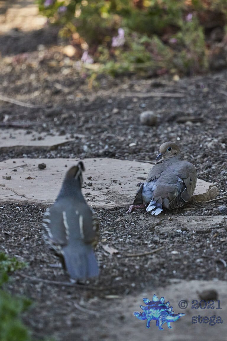 Quail Plus Dove