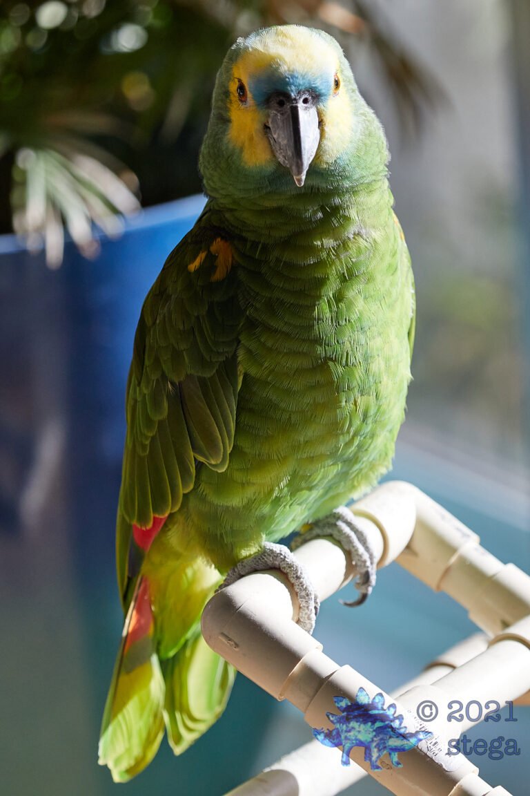 Green Bird