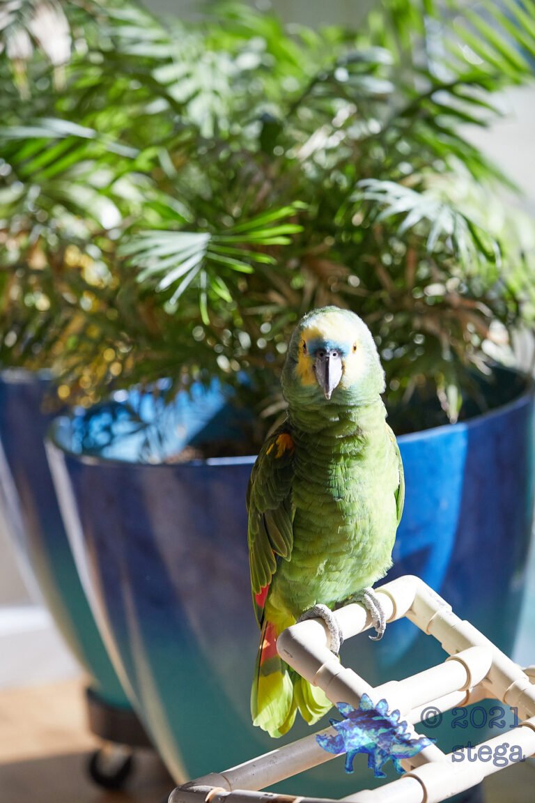 Green Bird