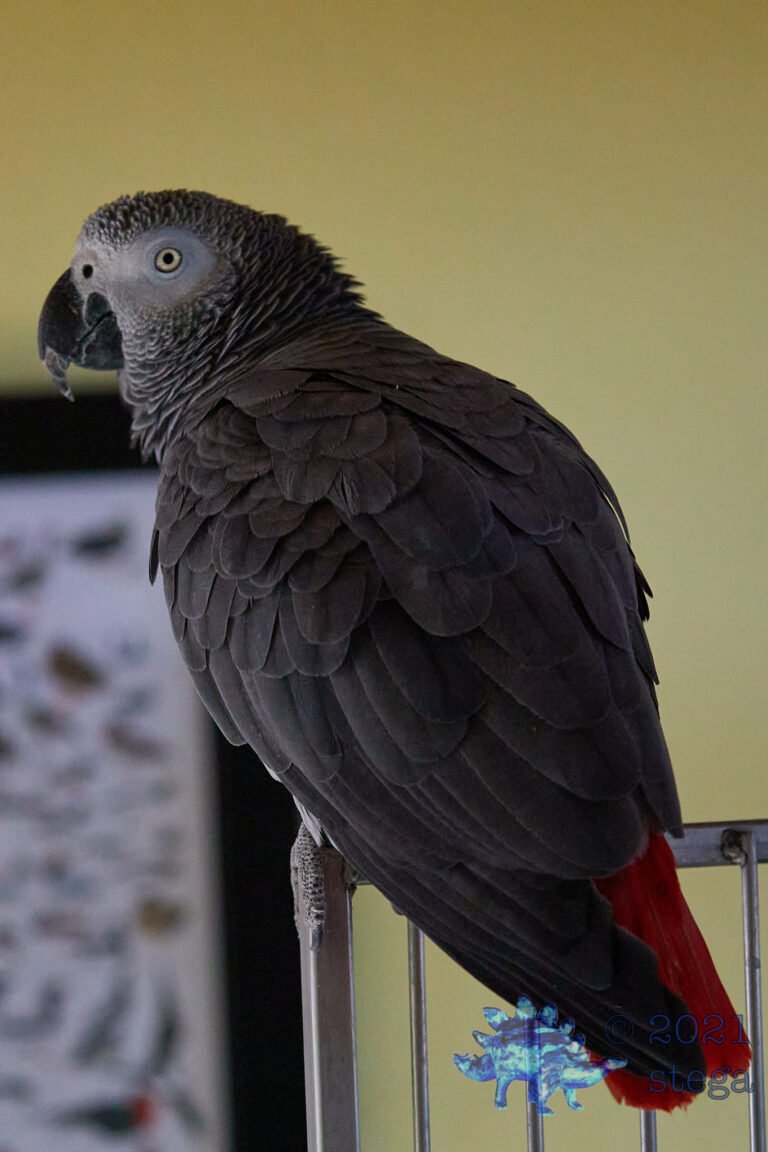 Grey Bird
