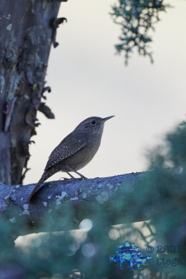 House Wren