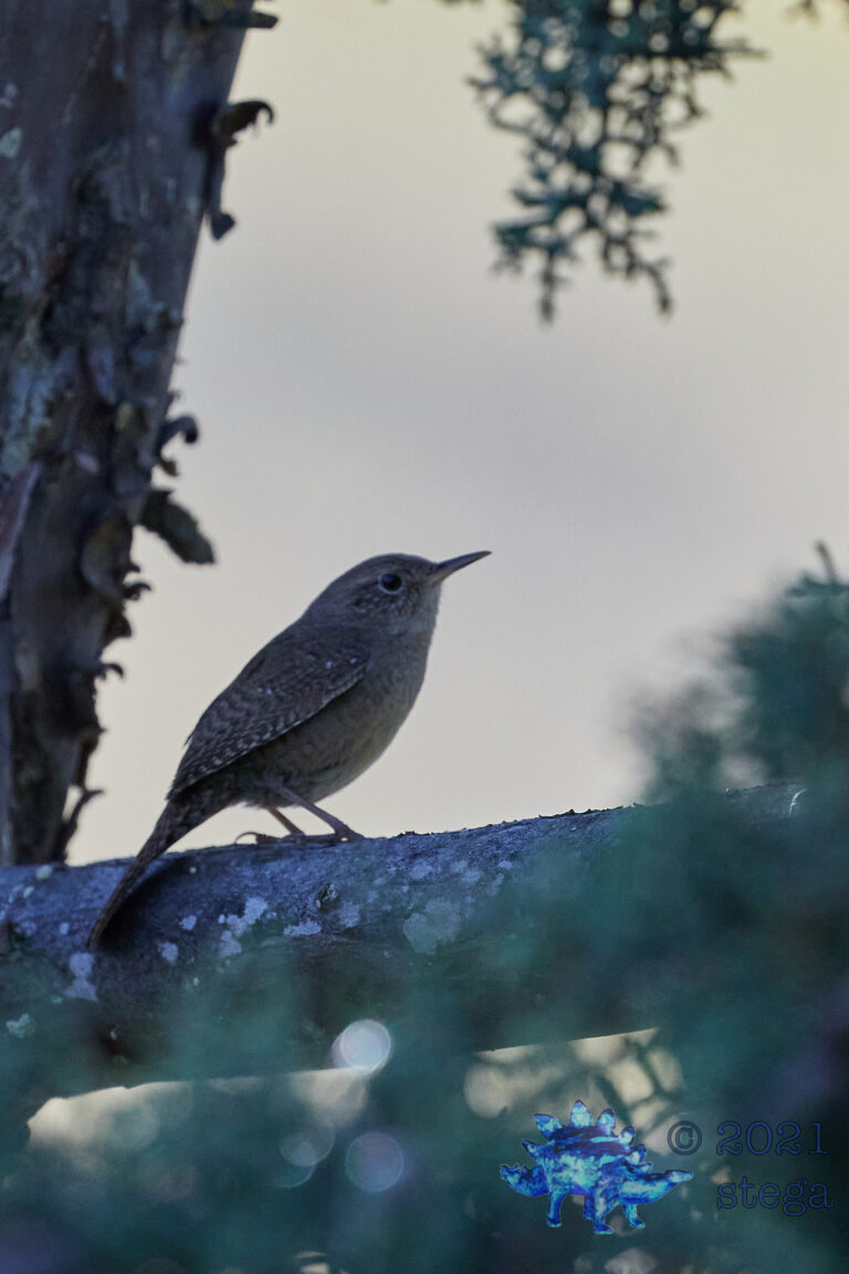 House Wren