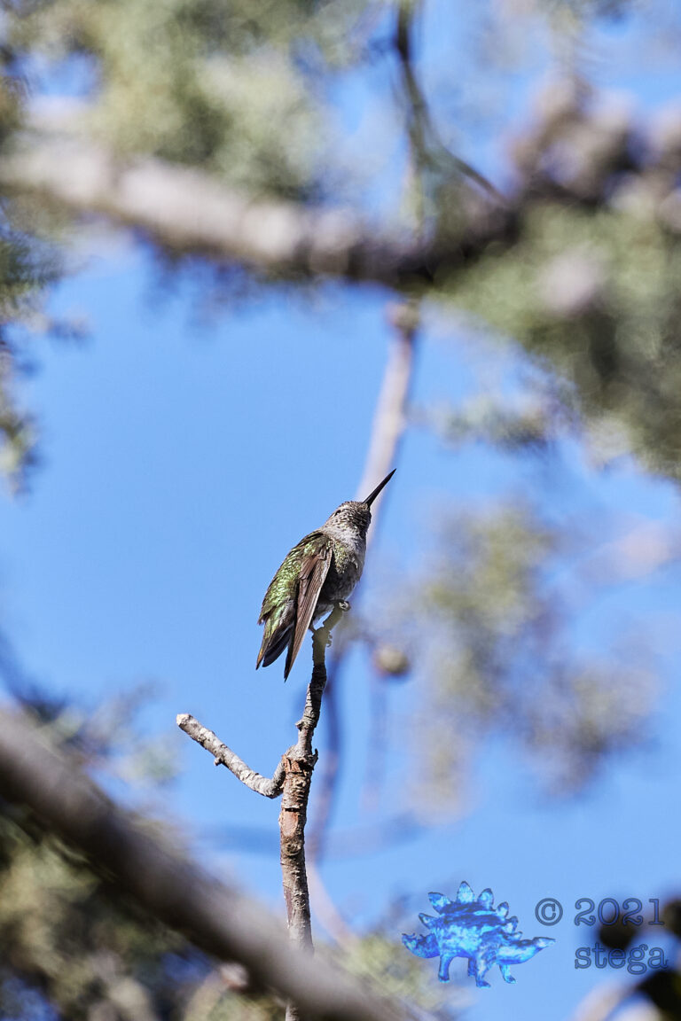 Anna’s Hummingbird